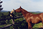 Siamese cat and Arabian horse