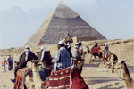 Camels at Giza Pyramid